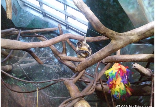 Staten Island Zoo 035