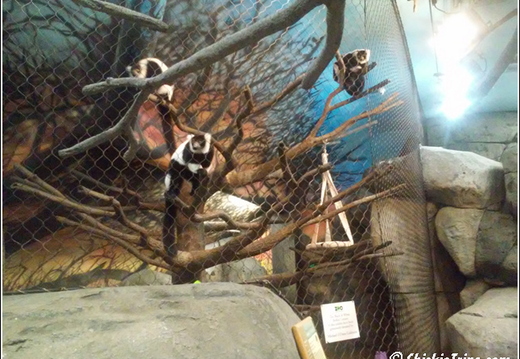 Staten Island Zoo 040