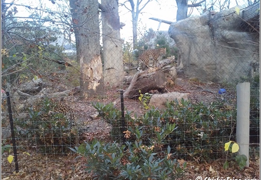 Staten Island Zoo 041