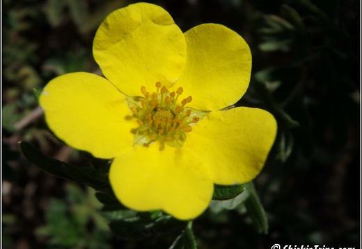 Flowers 001
