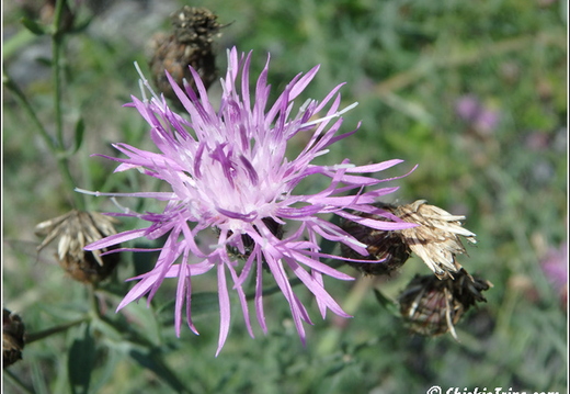 Flowers 016