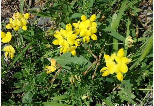Flowers 018