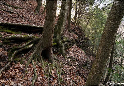 PA Forksville - Worlds End State Park 244