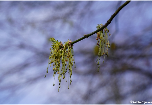 PA King of Prussia - Valley Forge National Historical Park 260