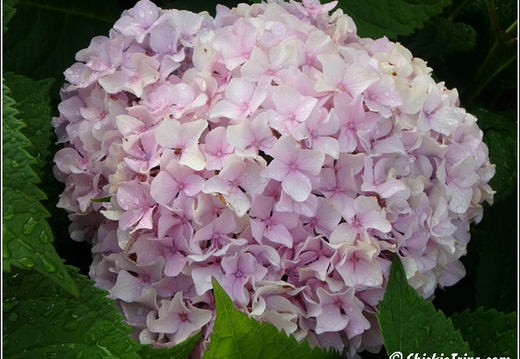 Flowers 012