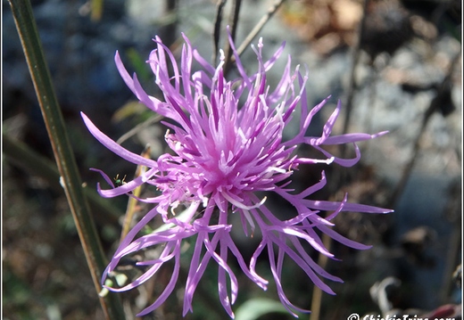Flowers 014