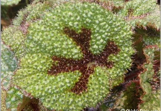 Longwood Gardens 002