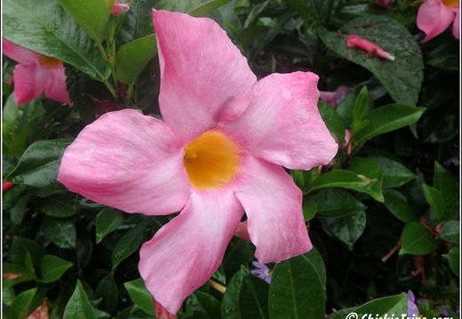 Longwood Gardens 004