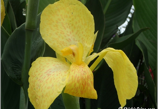 Longwood Gardens 006