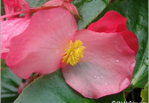 Longwood Gardens 007