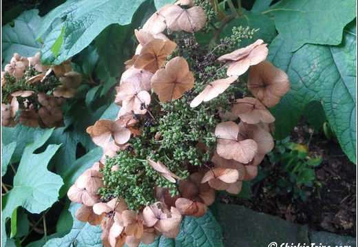 Longwood Gardens 011