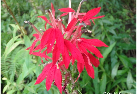 Longwood Gardens 015