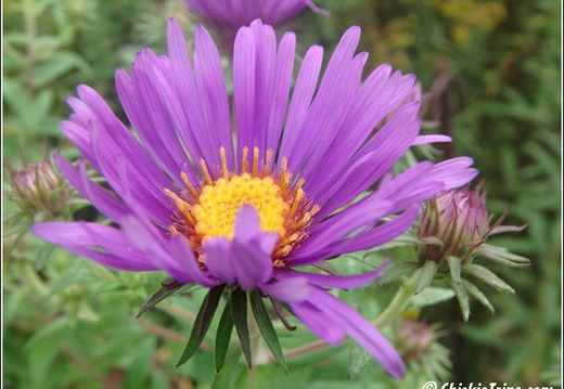 Longwood Gardens 016