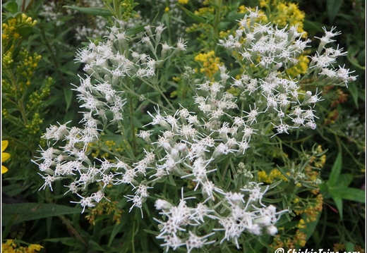 Longwood Gardens 019
