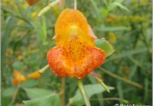 Longwood Gardens 029