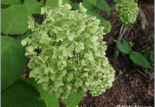 Longwood Gardens 039