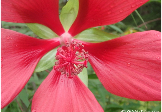 Longwood Gardens 043