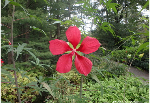 Longwood Gardens 044