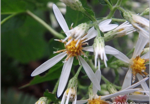 Longwood Gardens 048