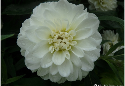 Longwood Gardens 050