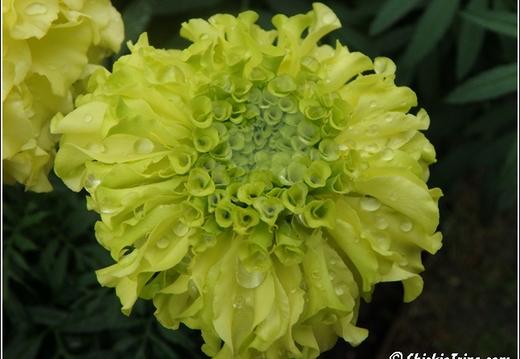 Longwood Gardens 053