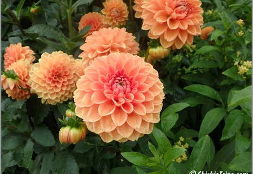 Longwood Gardens 060