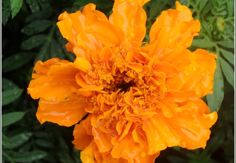 Longwood Gardens 063