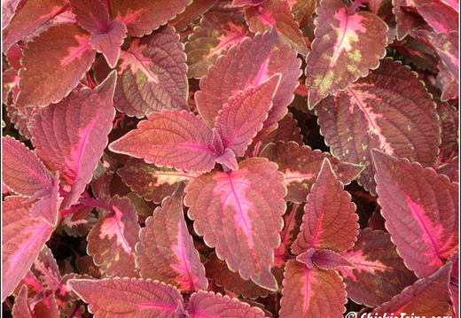 Longwood Gardens 064