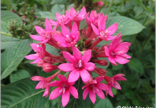 Longwood Gardens 076