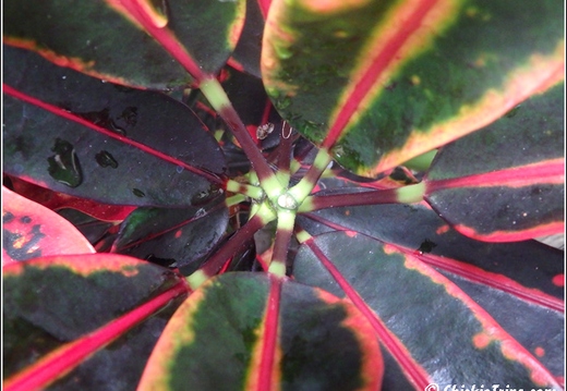 Longwood Gardens 087