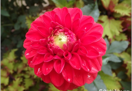 Longwood Gardens 090