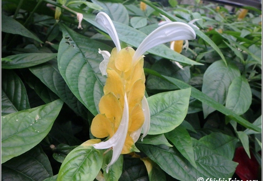 Longwood Gardens 098