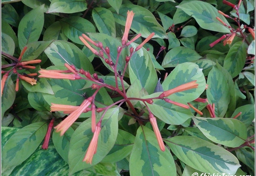 Longwood Gardens 105