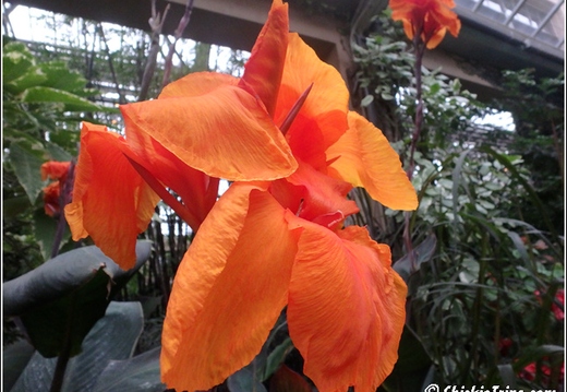 Longwood Gardens 108