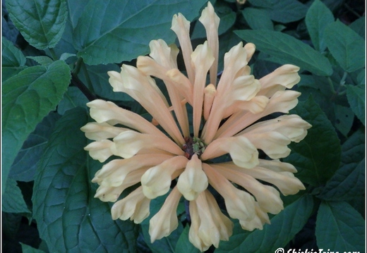 Longwood Gardens 112