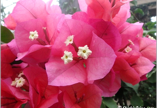 Longwood Gardens 118