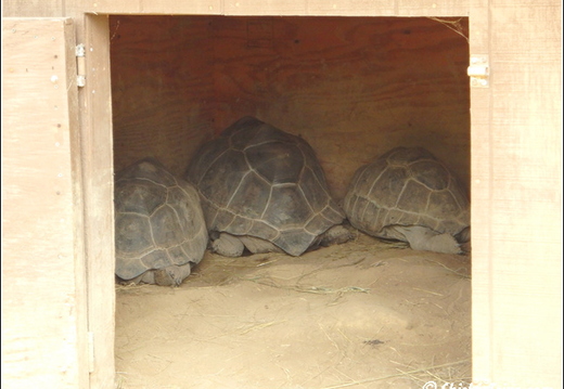 Clyde Peelings Reptiland 004