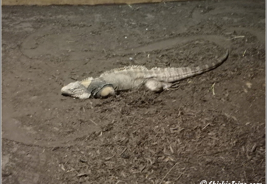 Clyde Peelings Reptiland 016