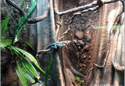Clyde Peelings Reptiland 021