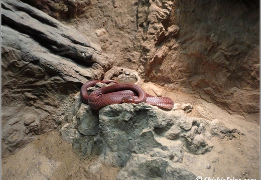 Clyde Peelings Reptiland 023