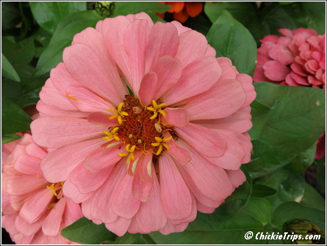 Flowers_011.jpg