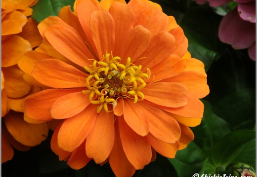 Flowers 013
