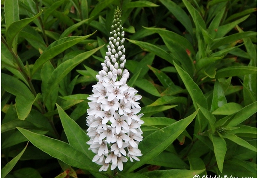 Flowers 015