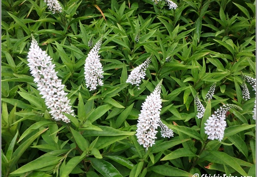 Flowers 016