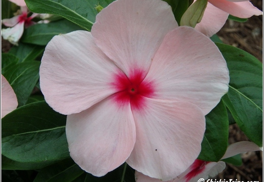 Flowers 021