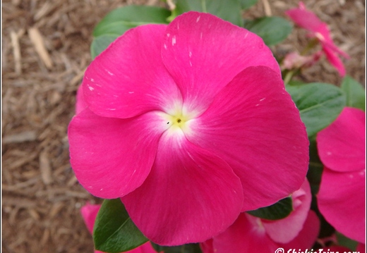 Flowers 023