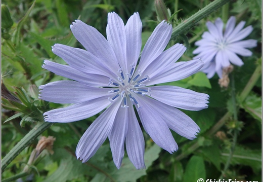 Flowers 038