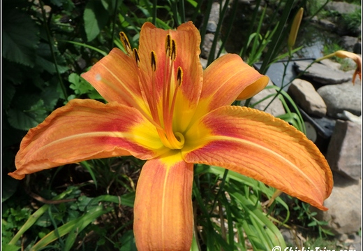 Flowers 042