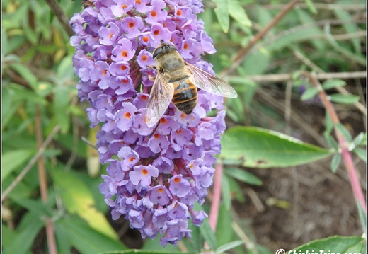 Flowers 044