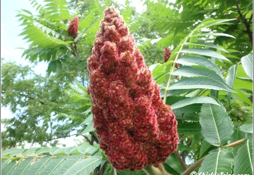 Flowers 047
